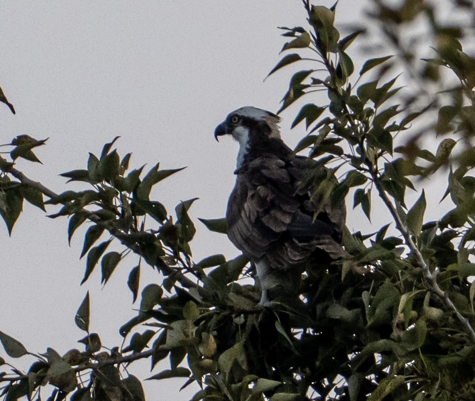 Falco pescatore - ML642634439