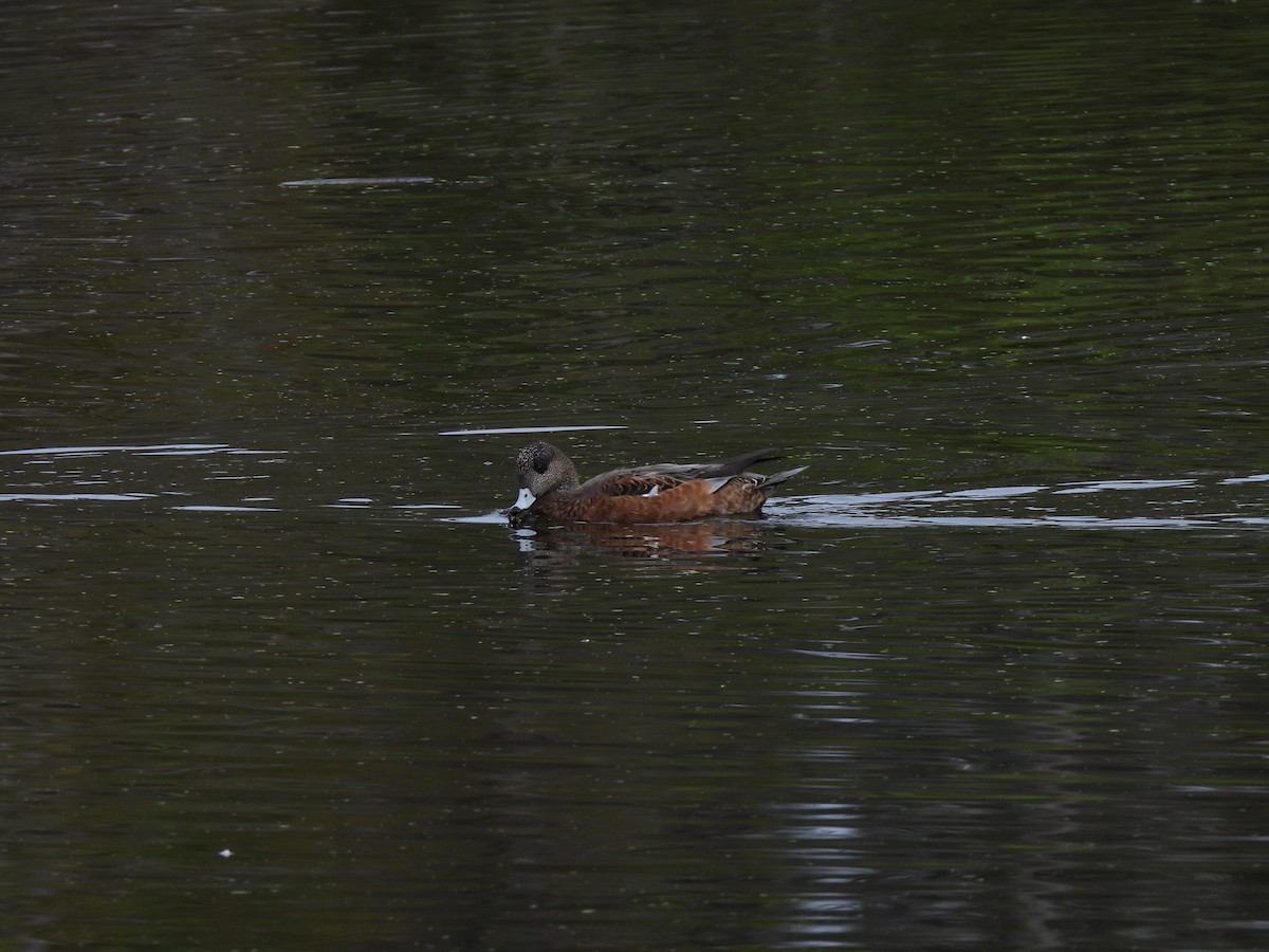 Canard d'Amérique - ML642634440