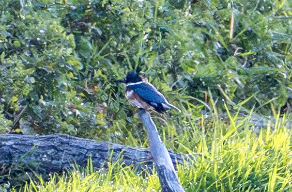 Belted Kingfisher - ML642634453