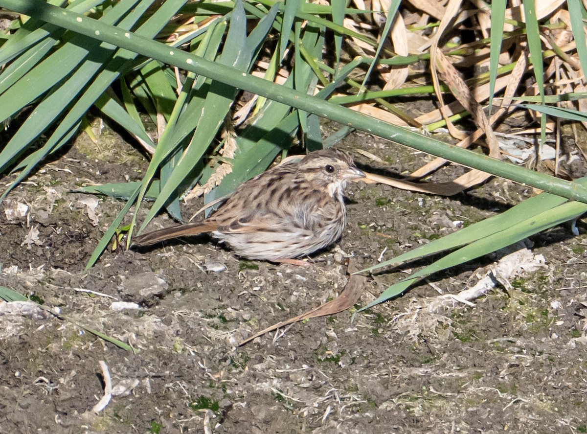 Lincoln's Sparrow - ML642634458