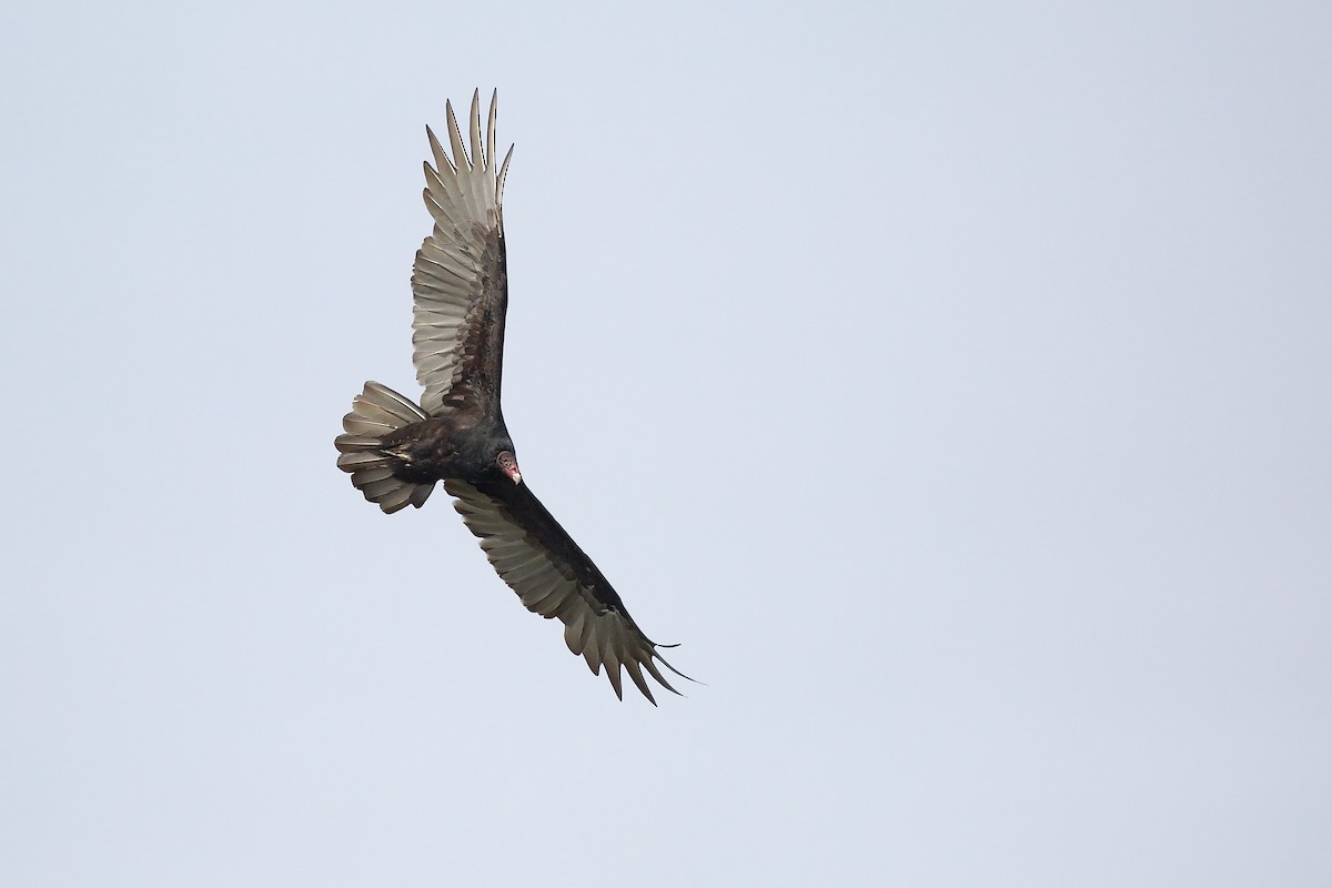Turkey Vulture - ML642634472