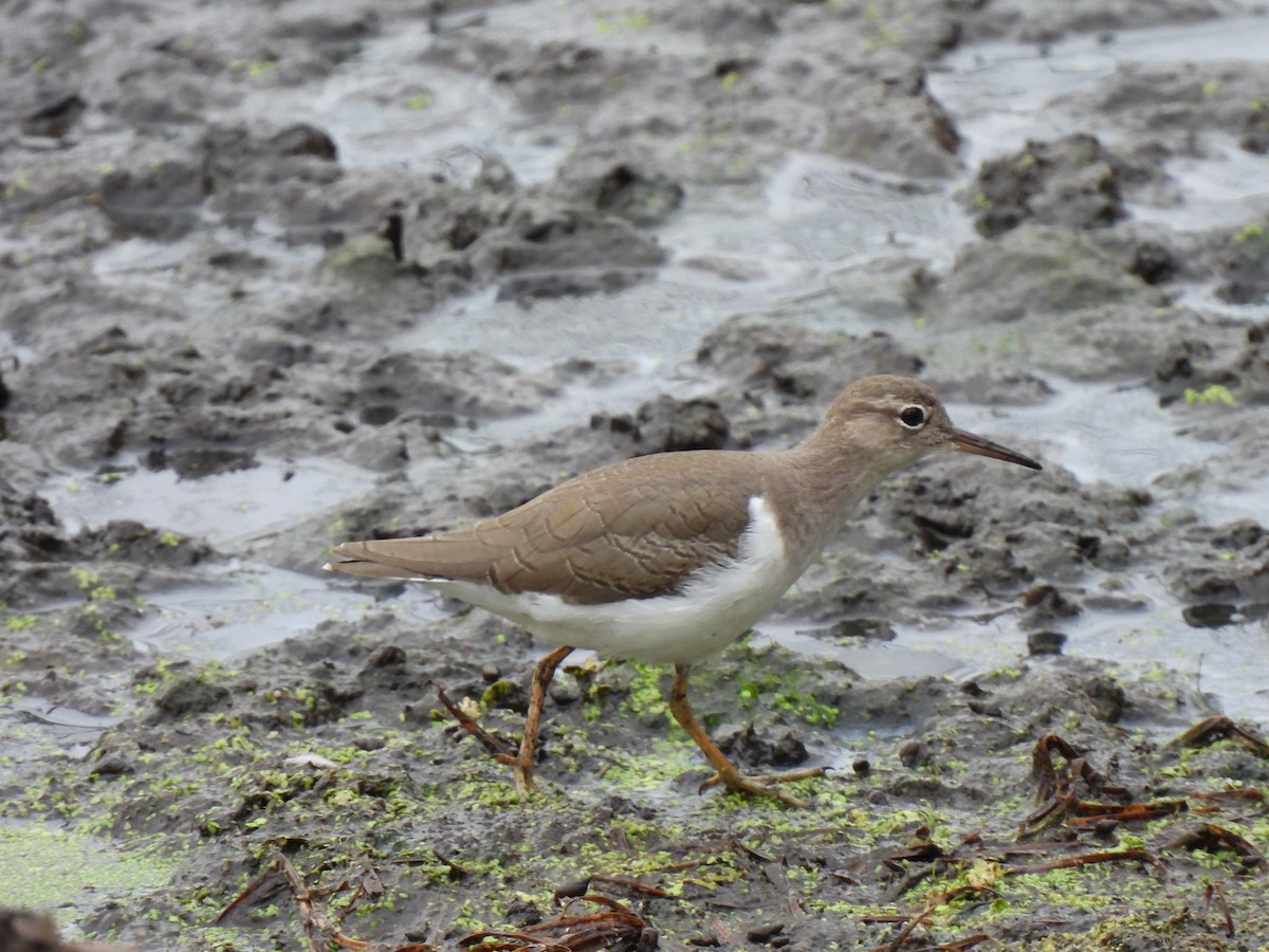 Spotted Sandpiper - ML642634473