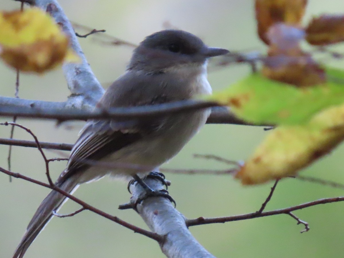 Eastern Phoebe - ML642634498