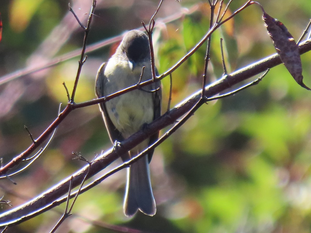 Eastern Phoebe - ML642634499