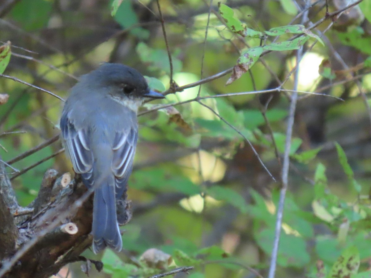 Eastern Phoebe - ML642634500