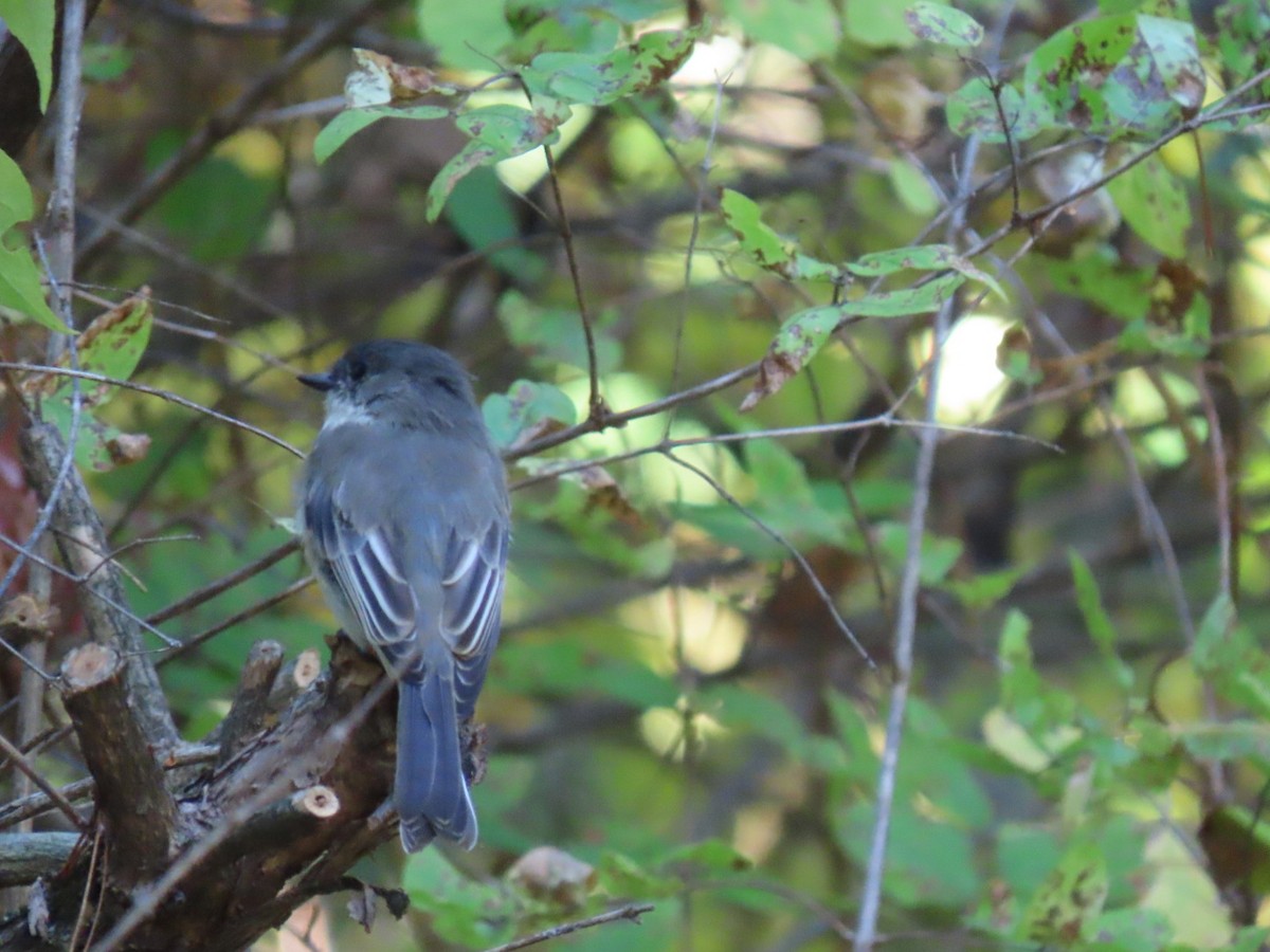 Eastern Phoebe - ML642634502