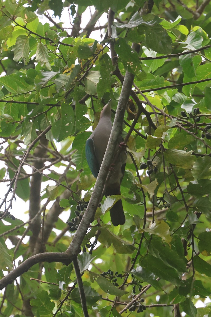 Green Imperial-Pigeon (Rufous-naped) - ML642634507