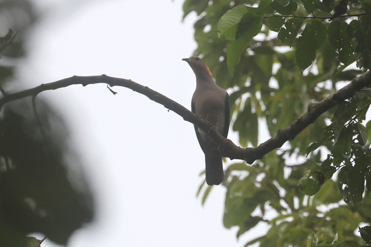 Green Imperial-Pigeon (Rufous-naped) - ML642634508