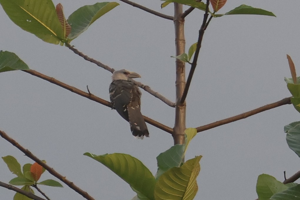 Channel-billed Cuckoo - ML642634517