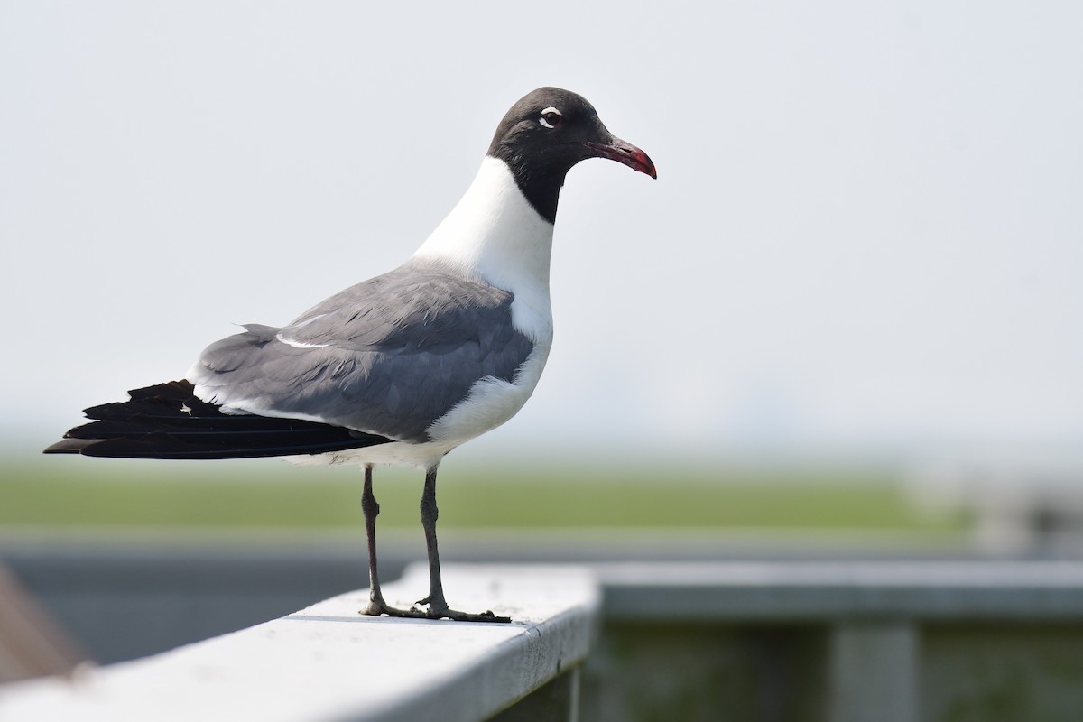 Laughing Gull - ML642634533