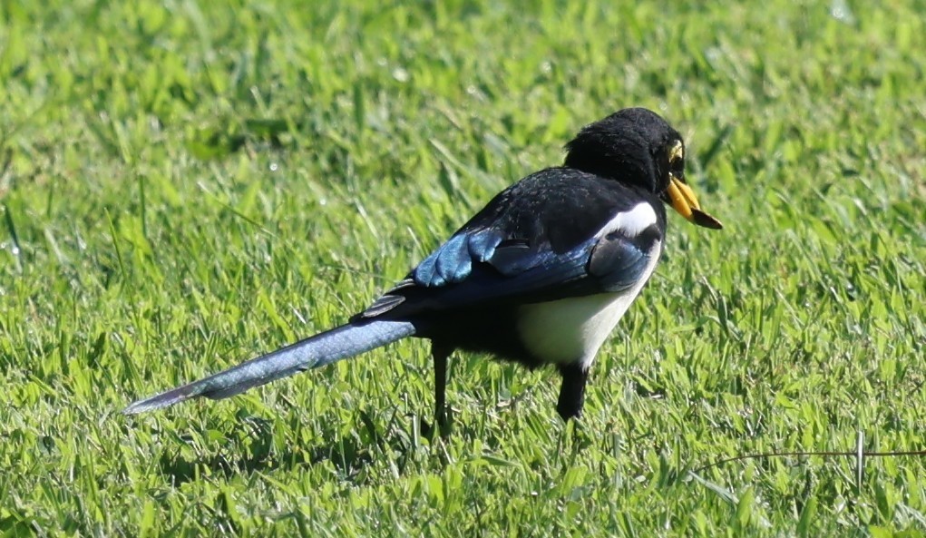 Yellow-billed Magpie - ML642634536