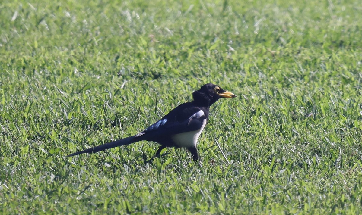 Yellow-billed Magpie - ML642634537