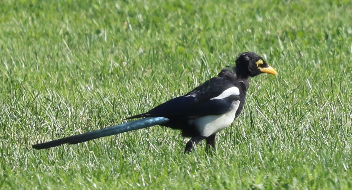 Yellow-billed Magpie - ML642634538