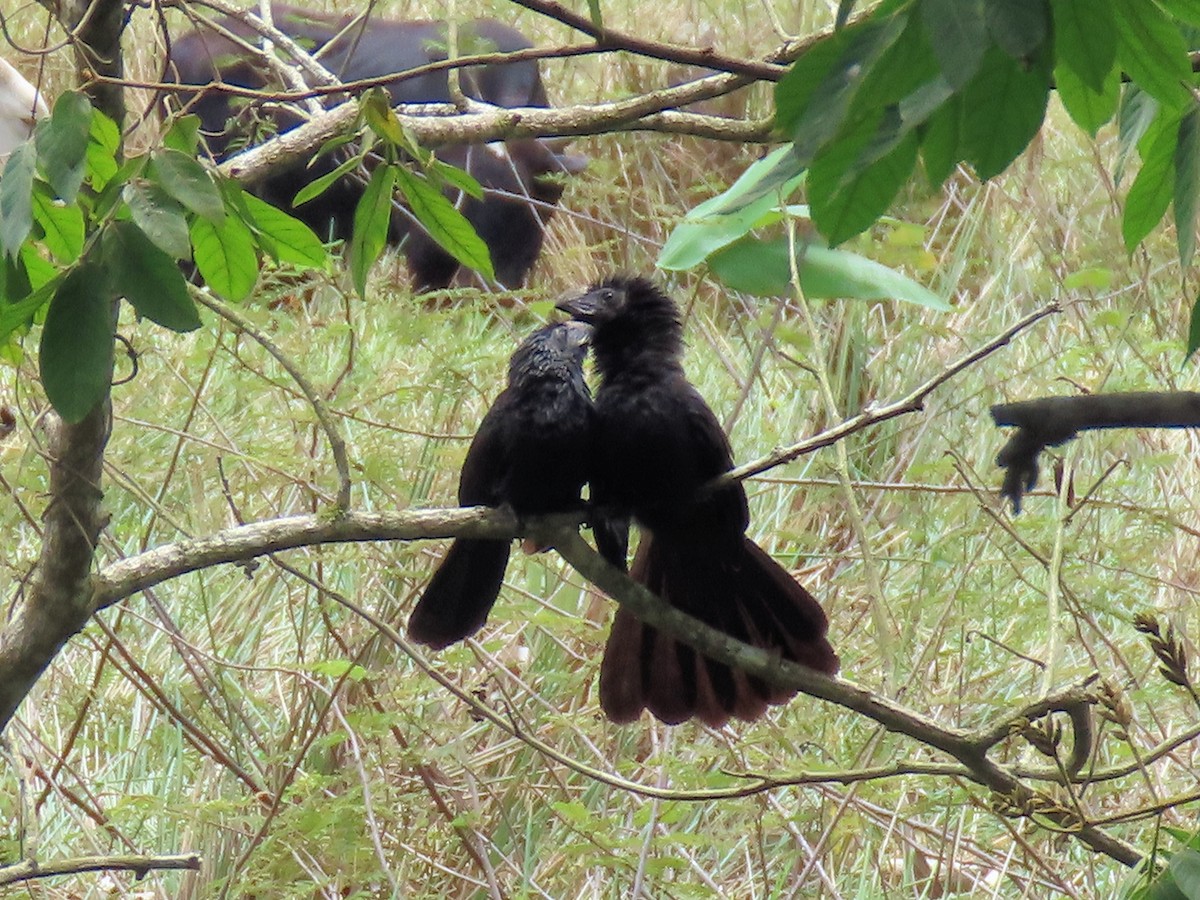 Groove-billed Ani - ML642634540