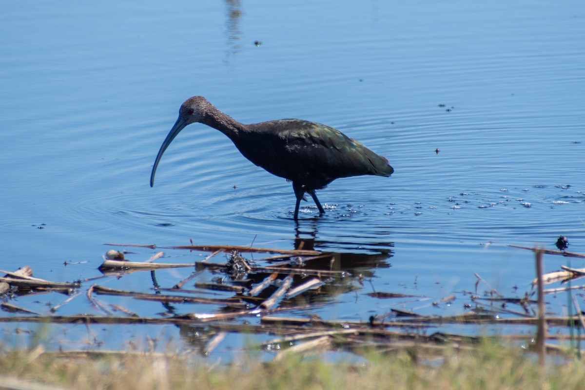 White-faced Ibis - ML642634546