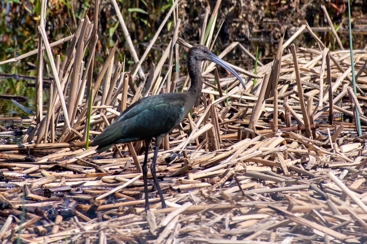 White-faced Ibis - ML642634547