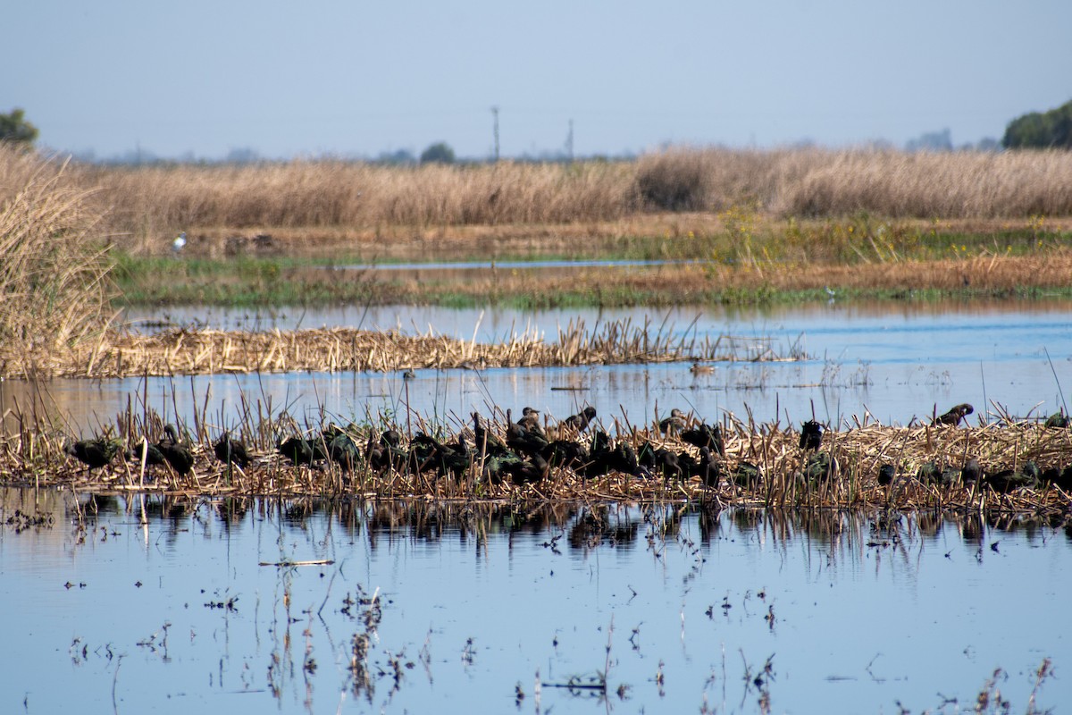 White-faced Ibis - ML642634548