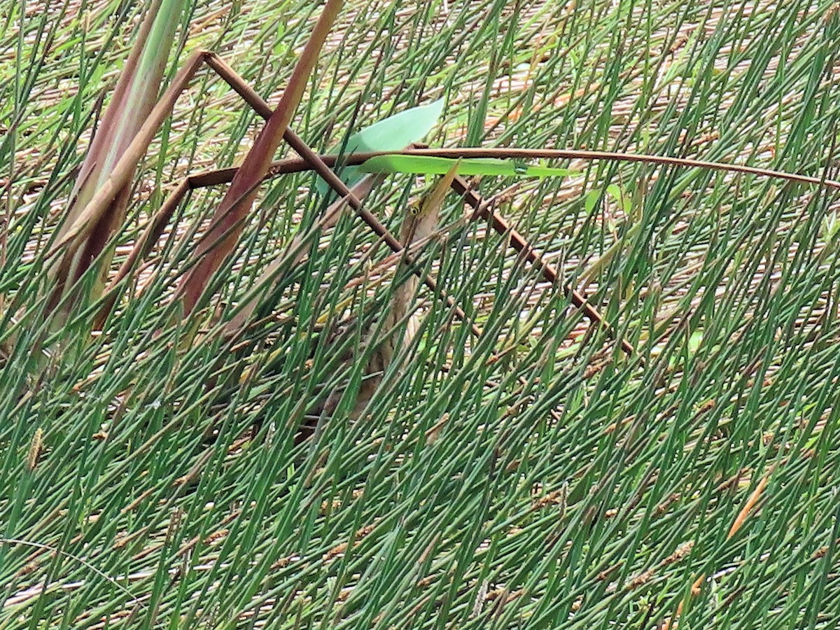 Pinnated Bittern - ML642634551