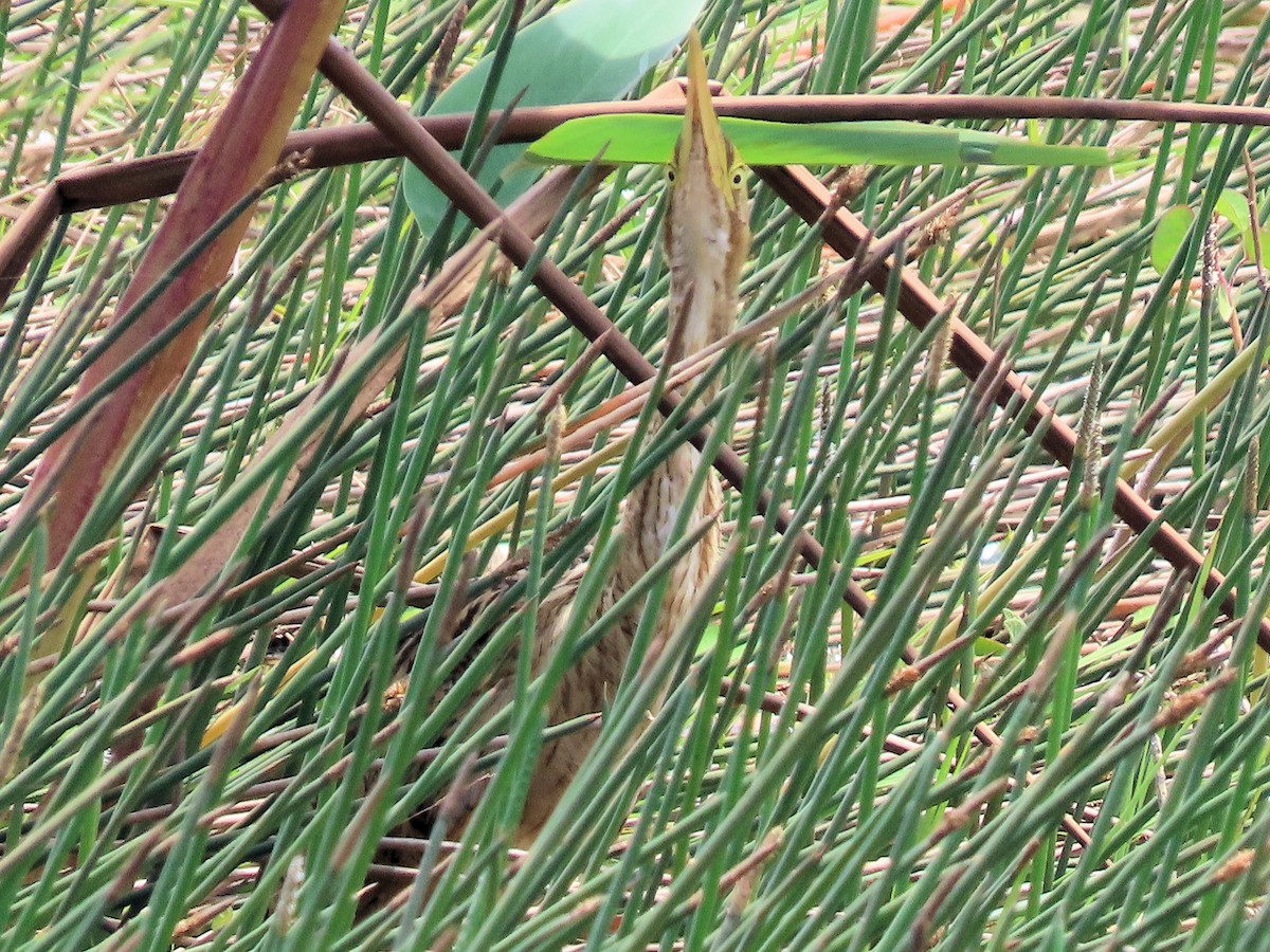 Pinnated Bittern - ML642634552