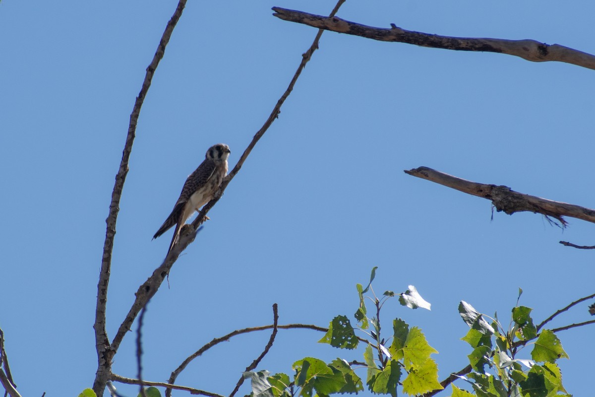 American Kestrel - ML642634553