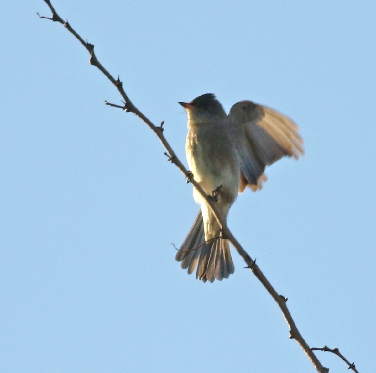 Western Wood-Pewee - ML642634569