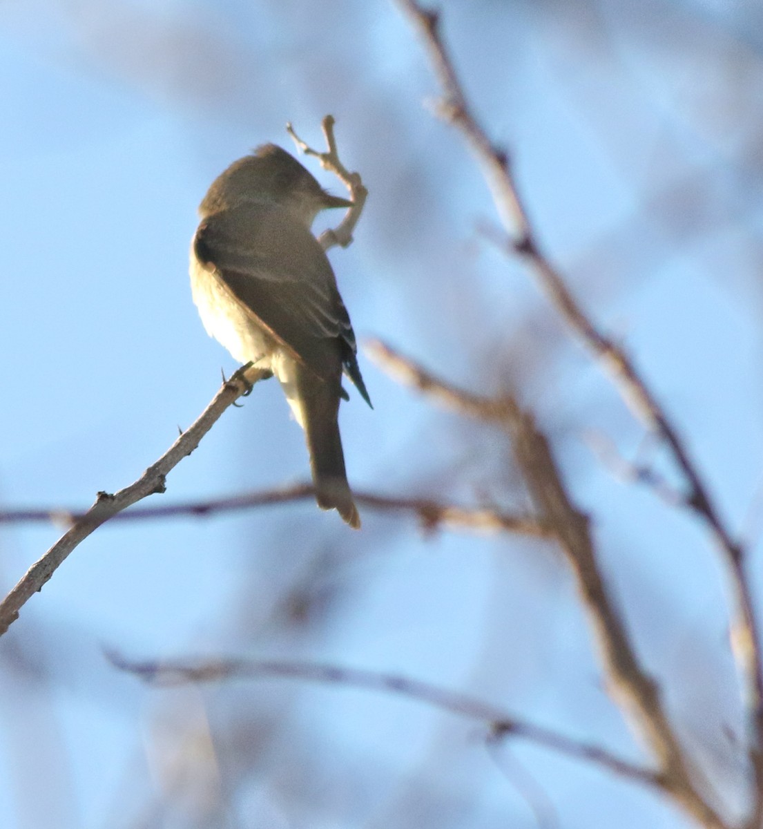 Western Wood-Pewee - ML642634570