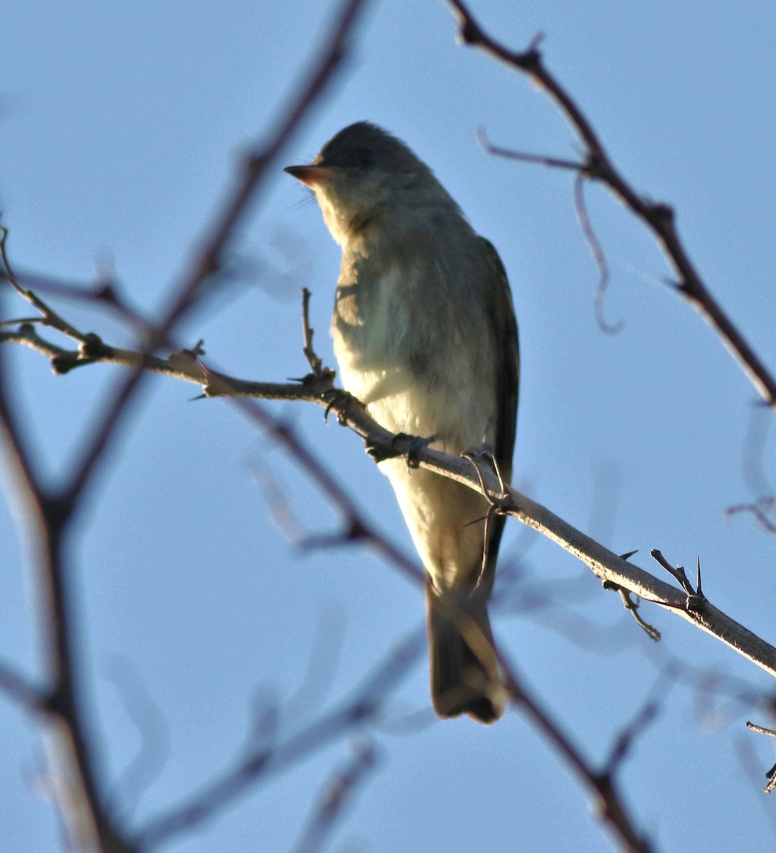 Western Wood-Pewee - ML642634572