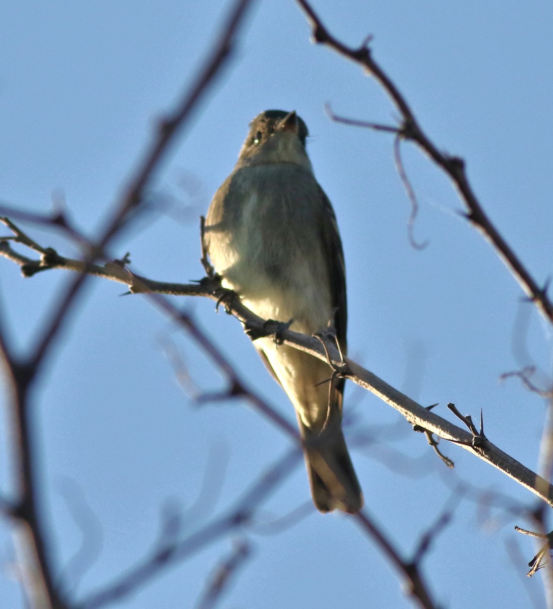 Western Wood-Pewee - ML642634573