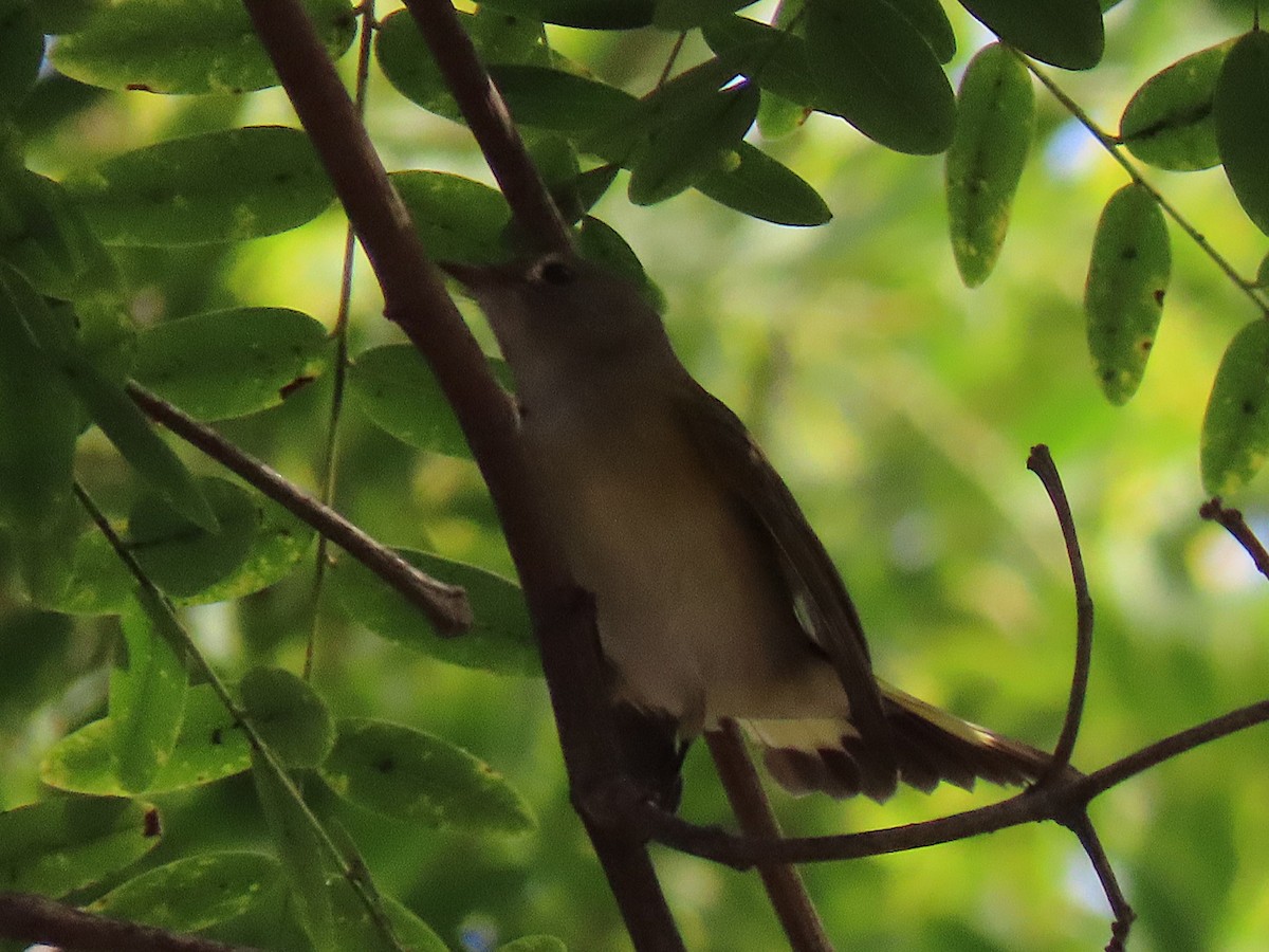 American Redstart - ML642634579
