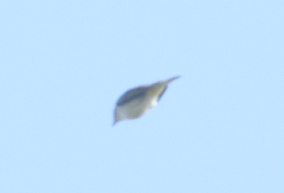 vireo sp. - ML642634589
