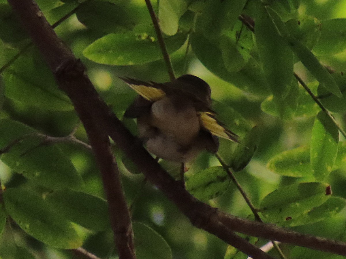 American Redstart - ML642634591