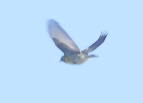 new world warbler sp. - ML642634595