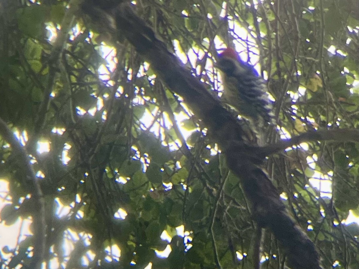 Nuttall's Woodpecker - ML642634596