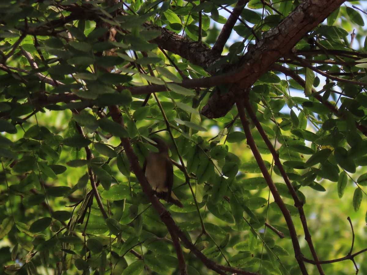 American Redstart - ML642634613