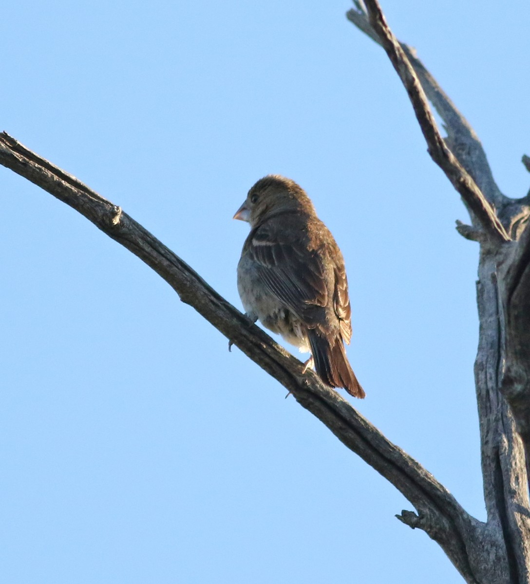Blue Grosbeak - ML642634614