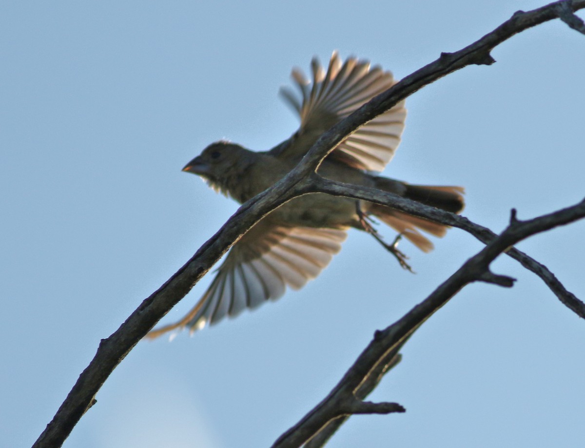 Blue Grosbeak - ML642634616