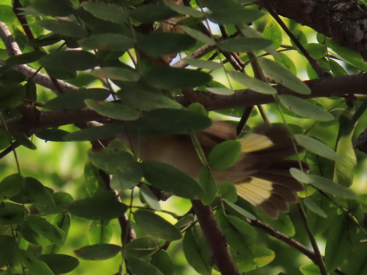 American Redstart - ML642634617