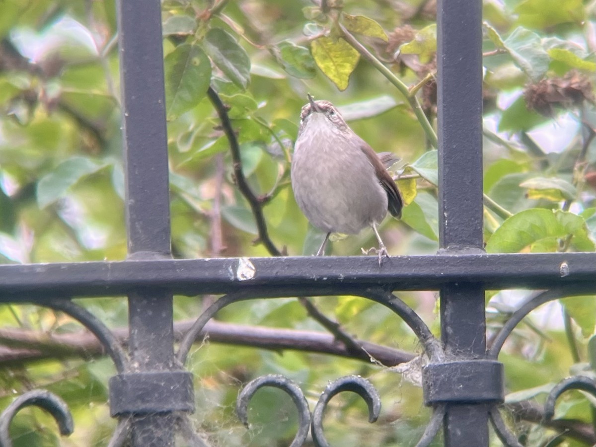 Bewick's Wren - ML642634633