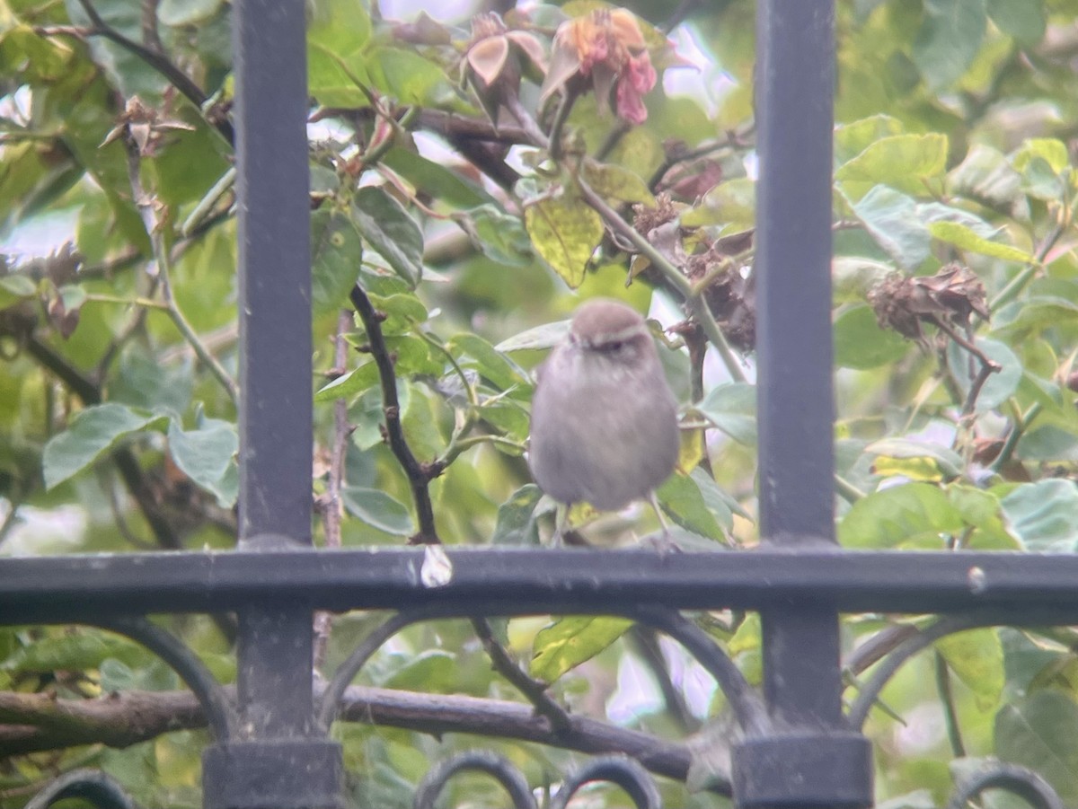 Bewick's Wren - ML642634634