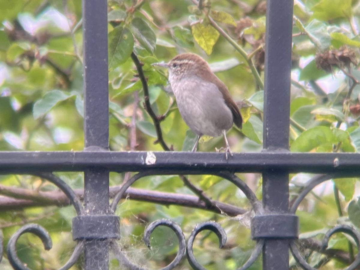 Bewick's Wren - ML642634636