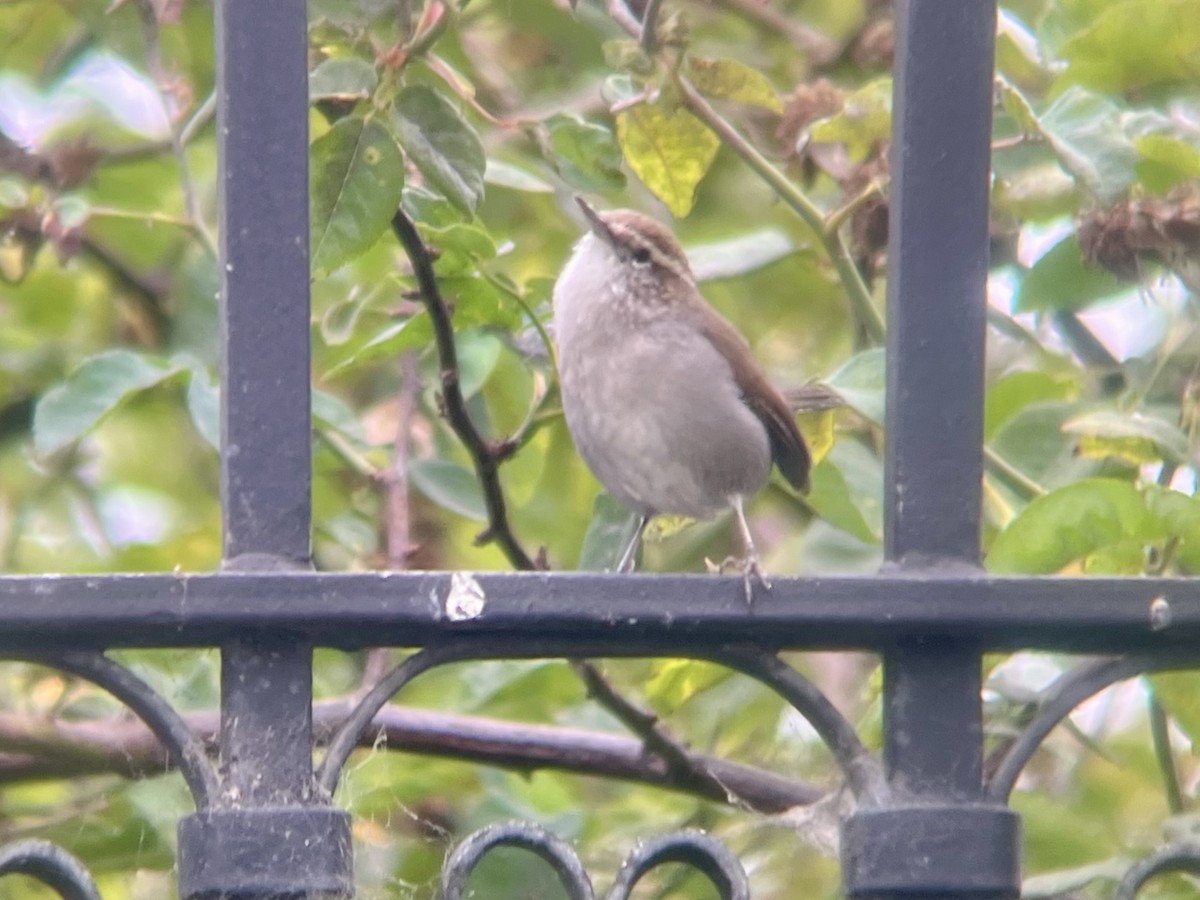 Bewick's Wren - ML642634637
