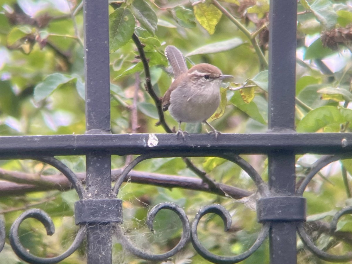 Bewick's Wren - ML642634638