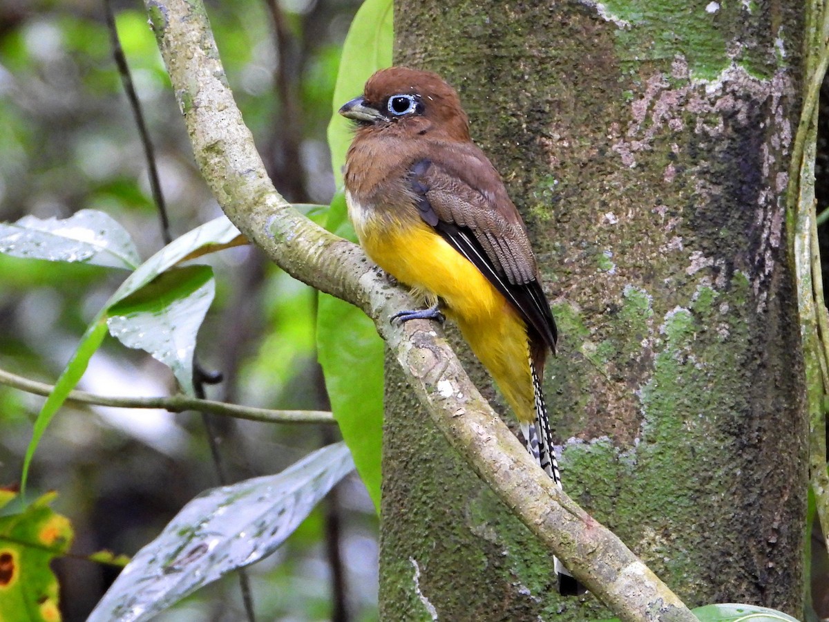 Trogon de Cabanis - ML642634640