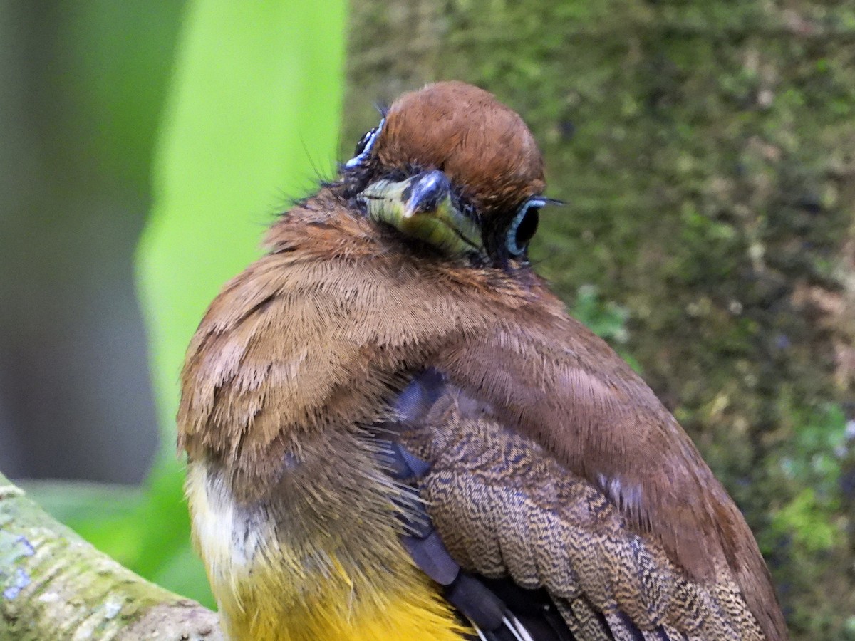 Trogon de Cabanis - ML642634642