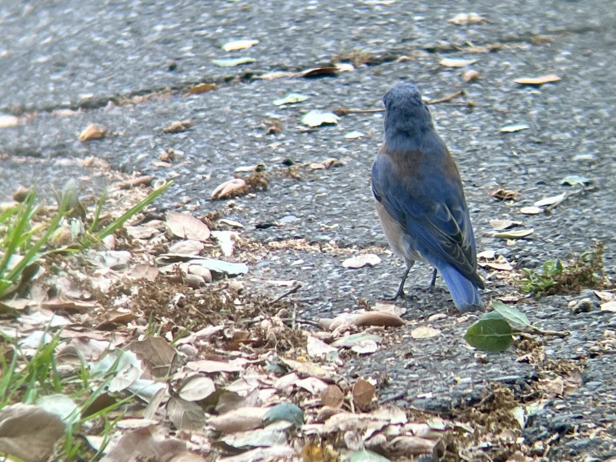 Western Bluebird - ML642634654