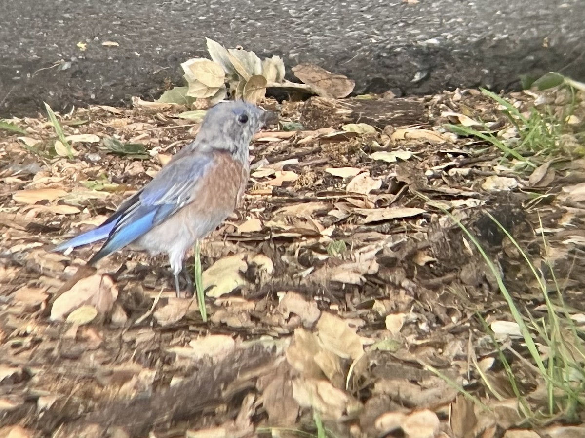 Western Bluebird - ML642634655