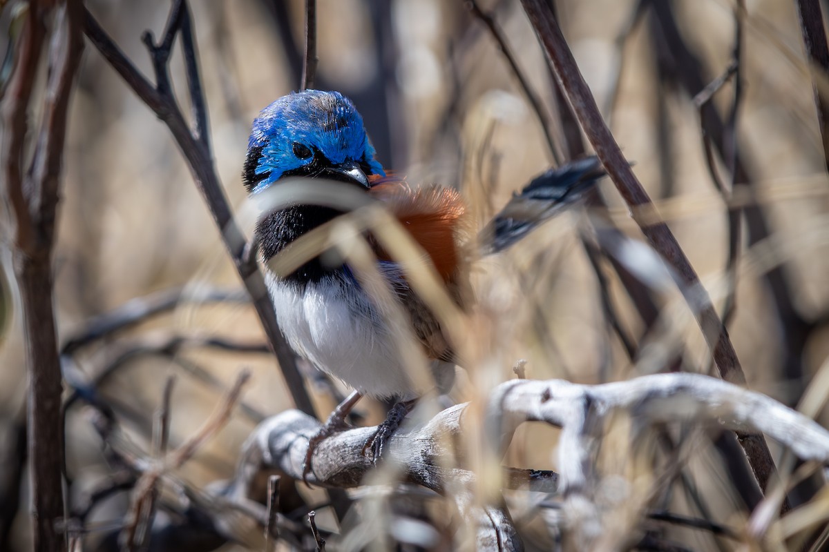Purple-backed Fairywren - ML642634656