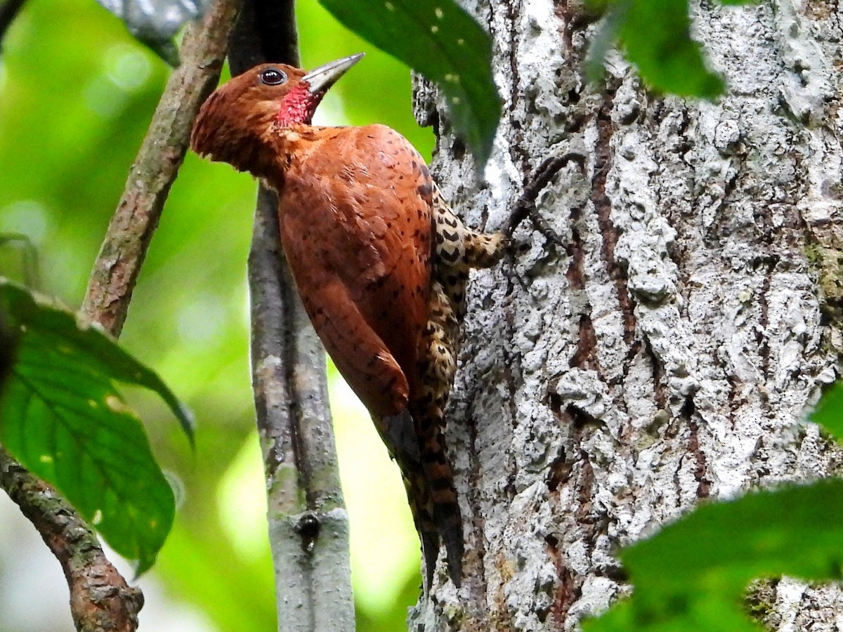 Cinnamon Woodpecker - ML642634663
