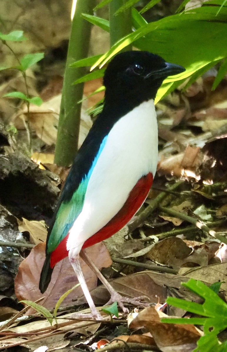 Ivory-breasted Pitta - ML642634668