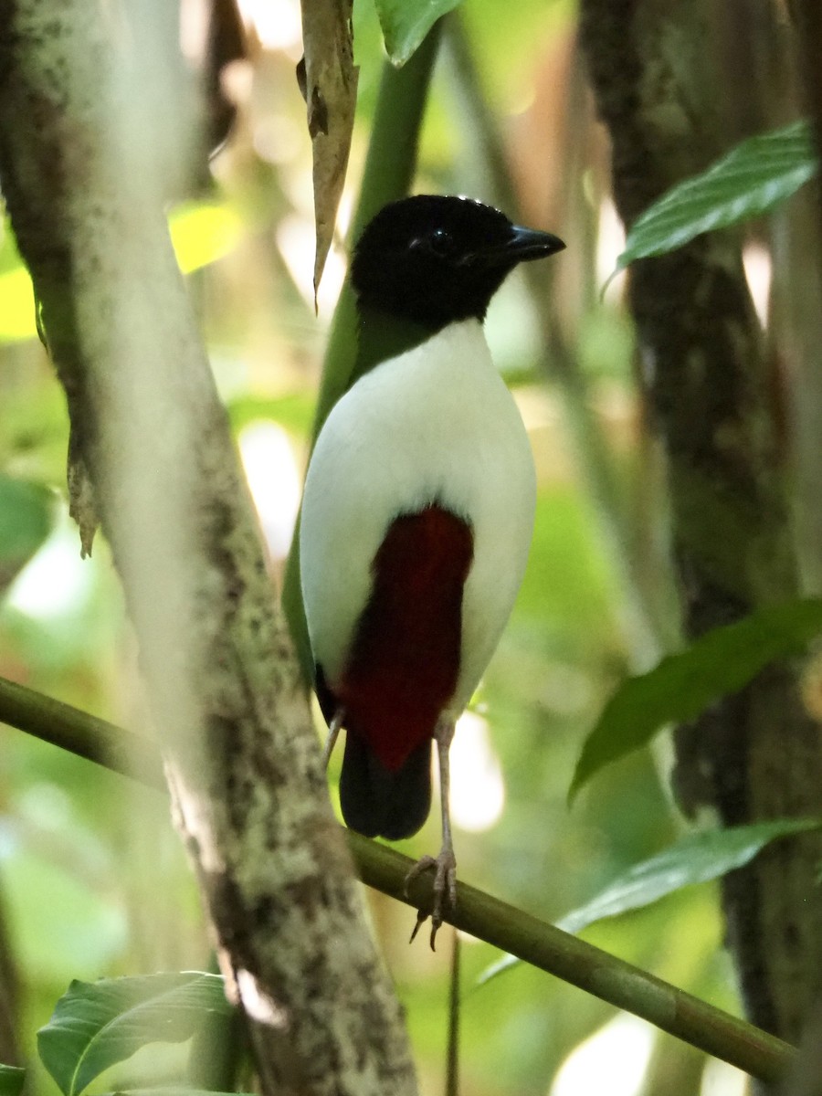 Ivory-breasted Pitta - ML642634669